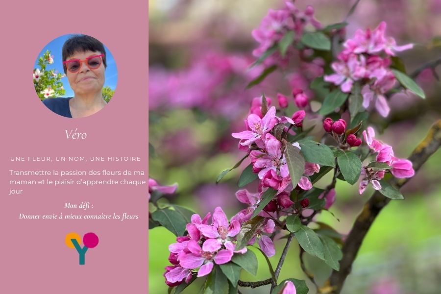 Une fleur, un arbre, une branche de pommier en fleur et Véro autrice du blog Youzenme