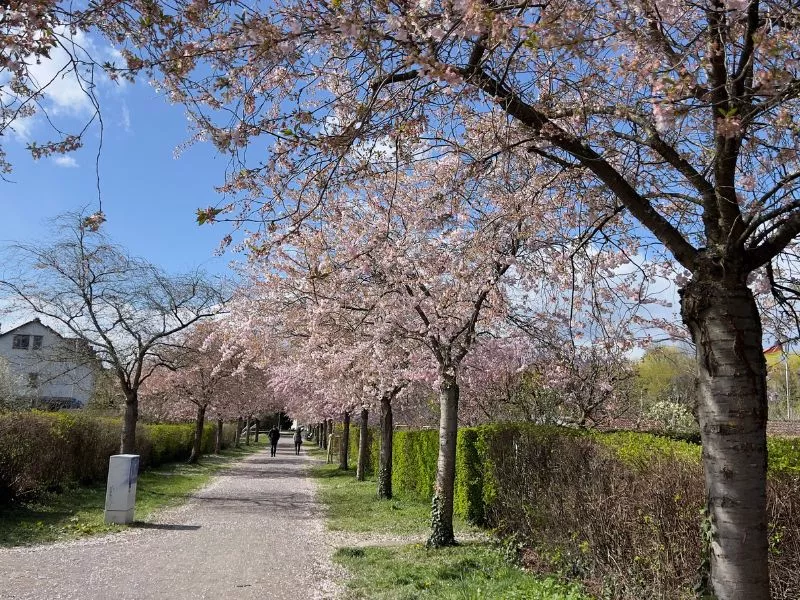 Allée de cerisiers en fleurs Blütenallee Dammerstock karlsruhe