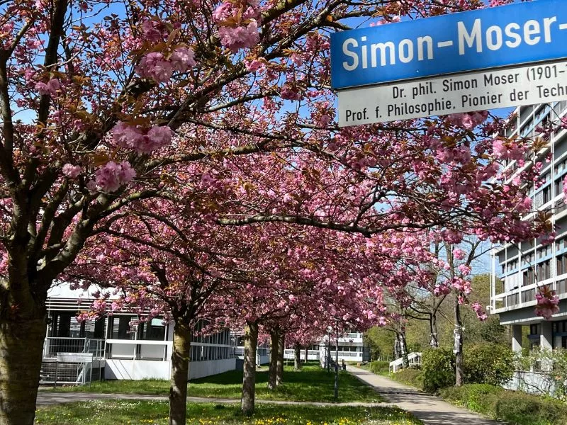 cerisiers fleurs au campus Karlsruhe