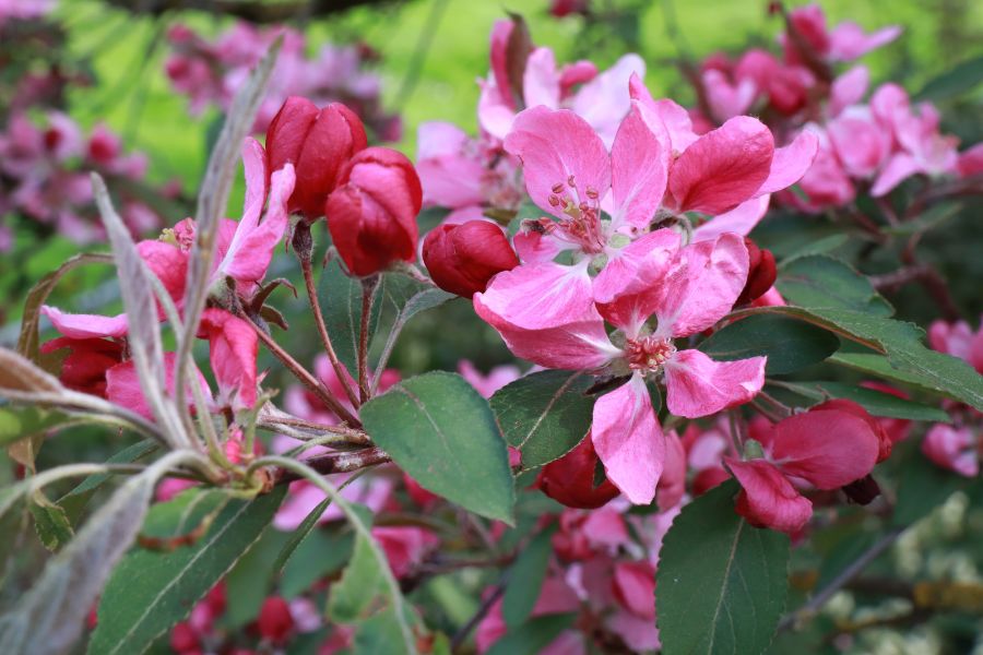 Malus floribunda, les premières fleurs du pommier d'ornement en avril