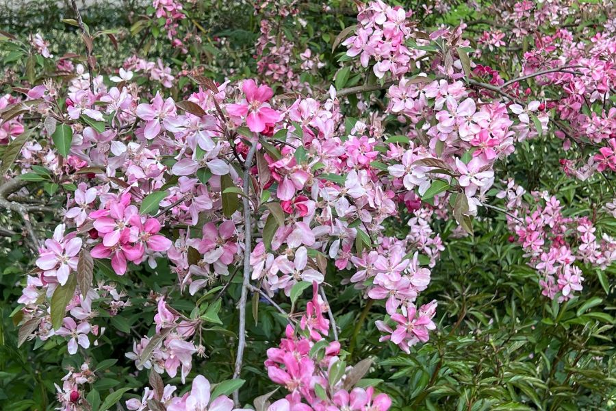 les fleurs de pommier japonais palissent avec le temps, juste une semaine après la photo précédente
