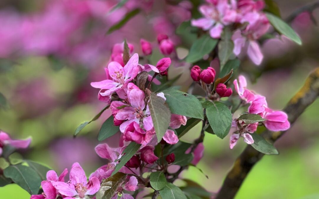 Malus floribunda : le pommier d&rsquo;ornement que tu croises sans le voir