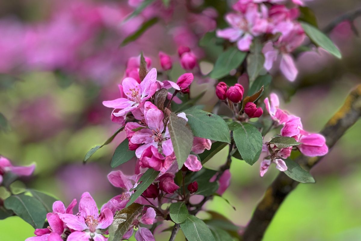 floraison du malus floribunda pommier d'ornement ou japonais