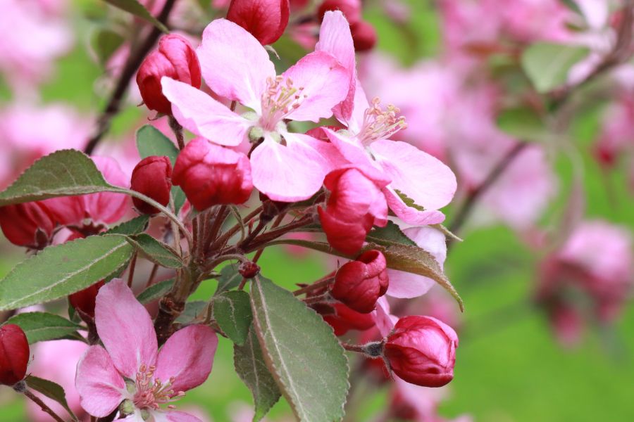 pétale de fleur de pommier, malus floribunda, ou pommier japonais