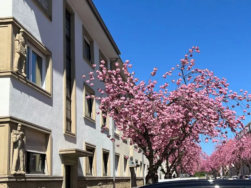 Cerisiers Karlsruhe en fleurs dans Neckarstrasse, Weiherfeld