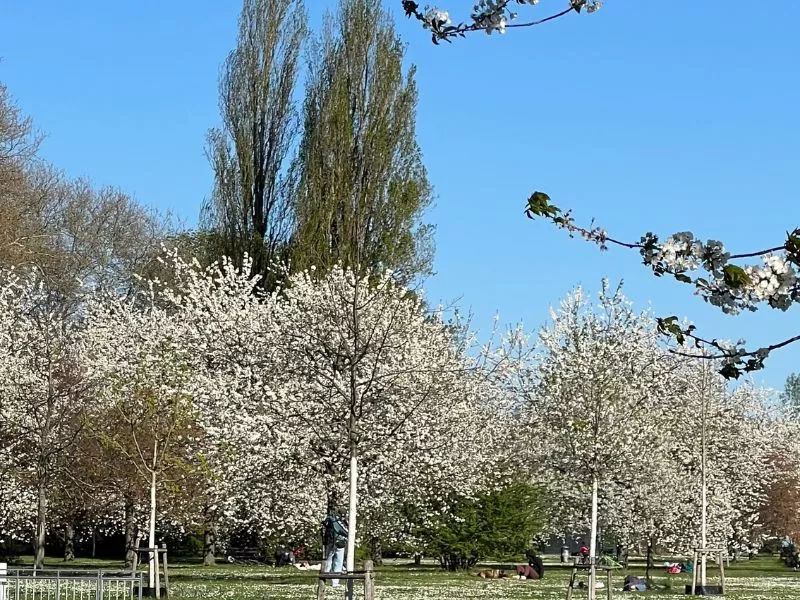 floraison cerisier au parc à coté du chateau Gottesaue de Karlruhe