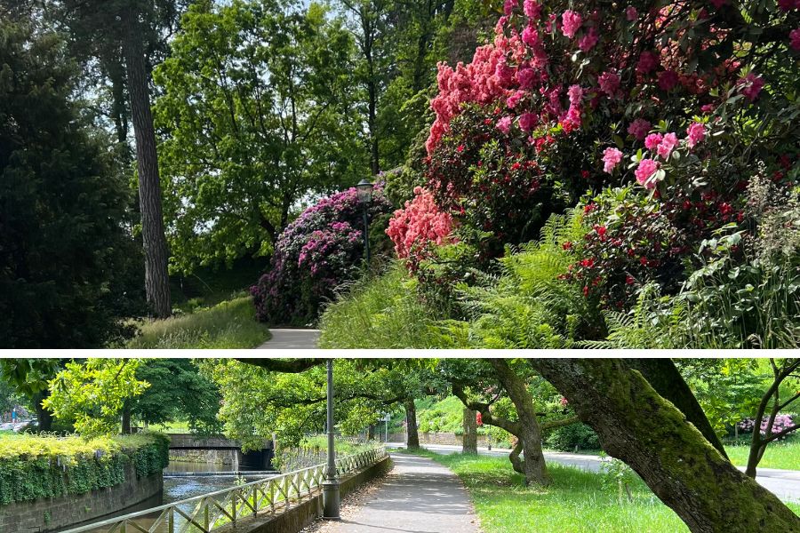 En suivant l'Oos, les pentes et allées du parc parsemées de rhododendrons début mai, pour une belle escapade florale