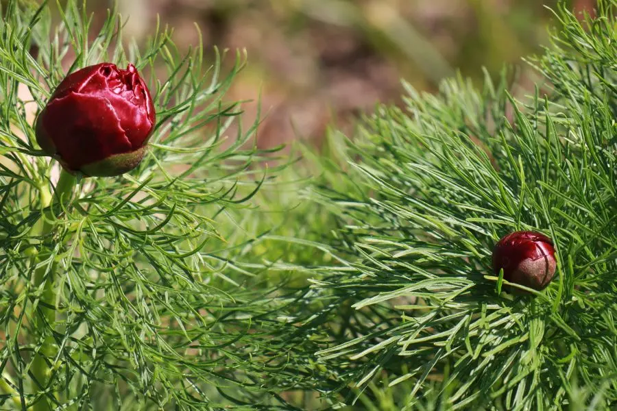 Paeonia tenuifolia Plena boutons rouges sur feuillage filiforme jardin botanique université Hohenheim Stuttgart