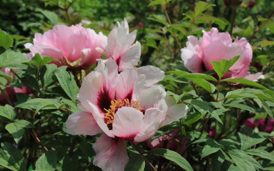 Pivoine arbustive ou herbacée : quelles différences ?