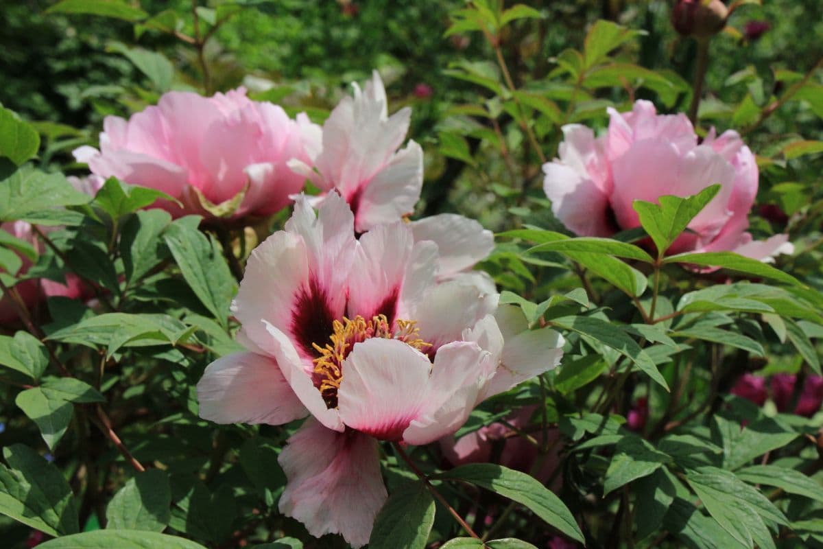 Pivoine arbustive ou herbacees differences Pivoine arbustive ou herbacée, la fleur de mai-juin dans les jardins