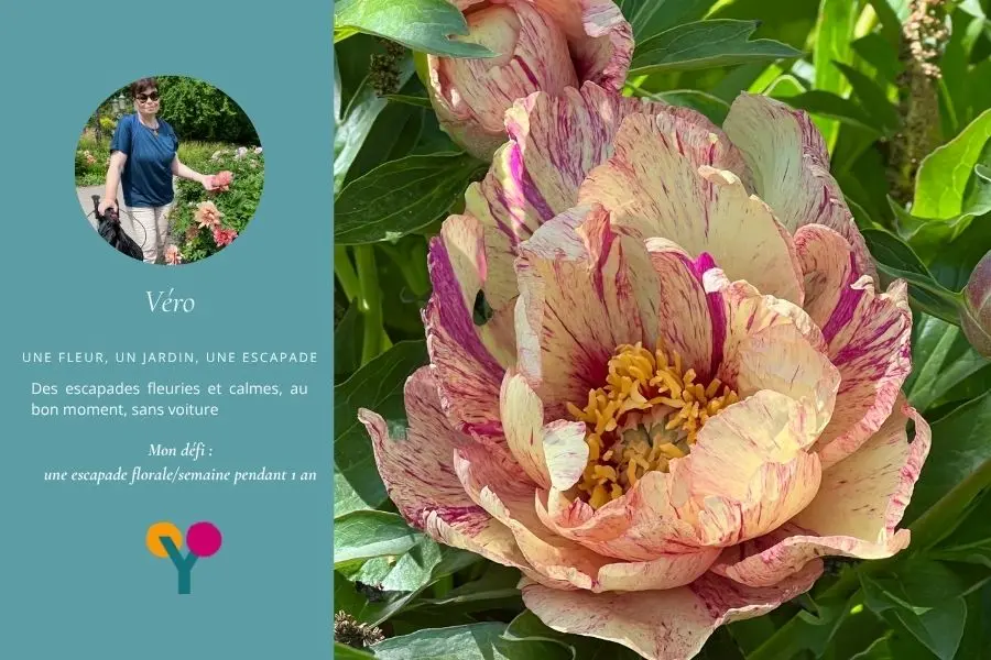 Pivoine hybride, la pivoine rose de Pentecote "pfingstrose"