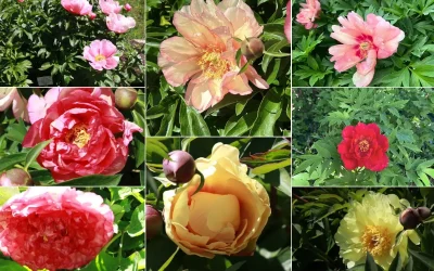 La pivoine, rose de Pentecôte à voir maintenant