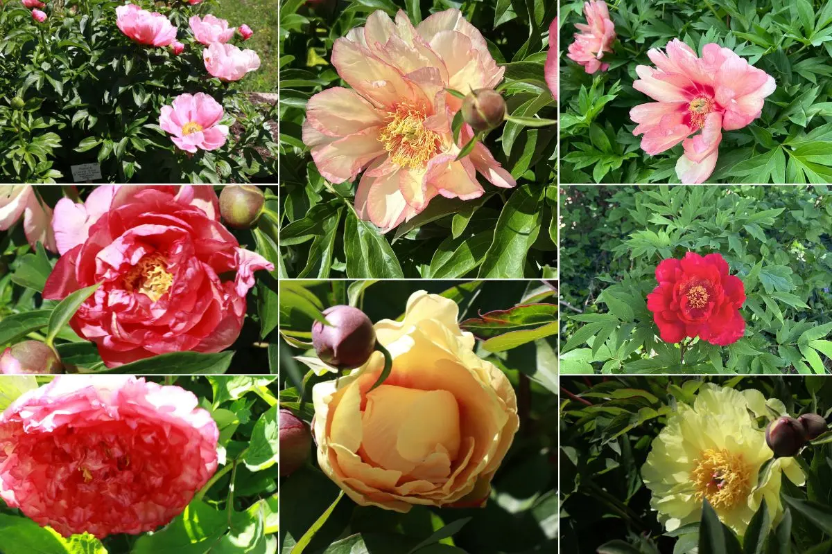 baden-baden hero 1200 x 800 px-1 La pivoine, rose de Pentecôte à voir maintenant. Ici une sélection de saison
