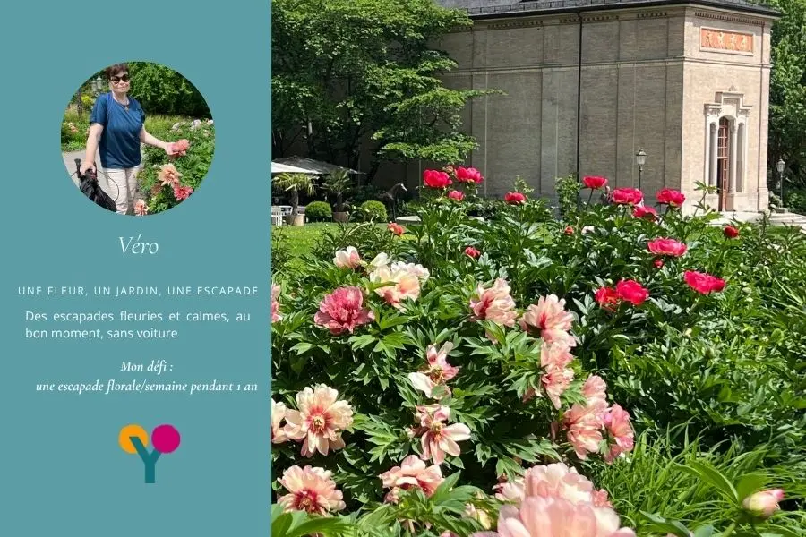 balade avec rollator, vue sur le Trinkhalle et pivoines en mai