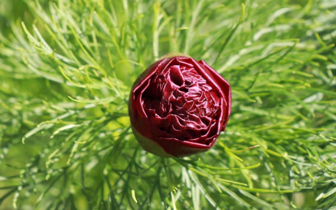Paeonia tenuifolia &lsquo;Plena&rsquo;, une pivoine originale