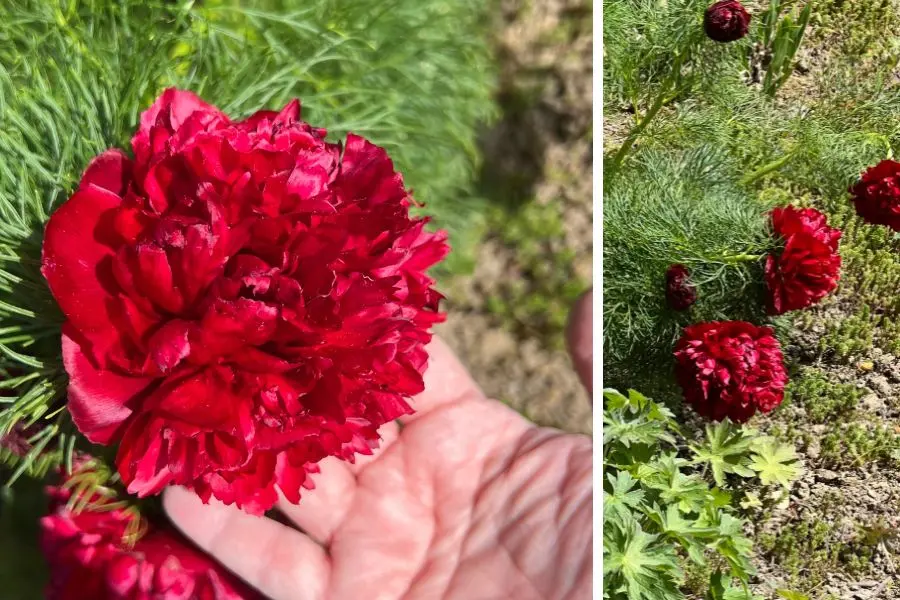 Paeonia tenuifolia Plena fleurs rouges ouvertes feuillage filiforme jardin botanique université Hohenheim Stuttgart