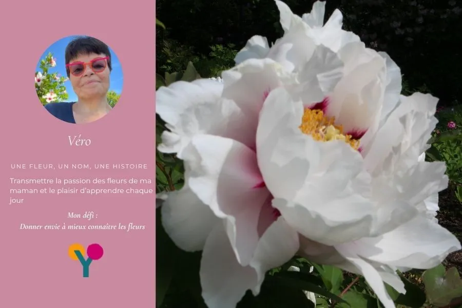 decouvrez les pivoines arbustives ou herbacees ici arbustive