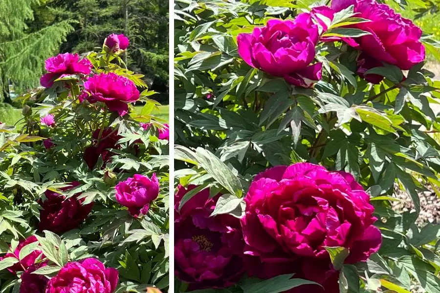 pivoine arbustive de couleur fuchsia intense, prise au jardin botanique de Hohenheim