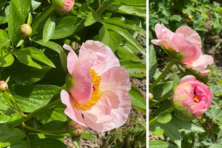 Pivoines herbacées au détour d'une escapade florale au jardin universitaire de Hohenheim