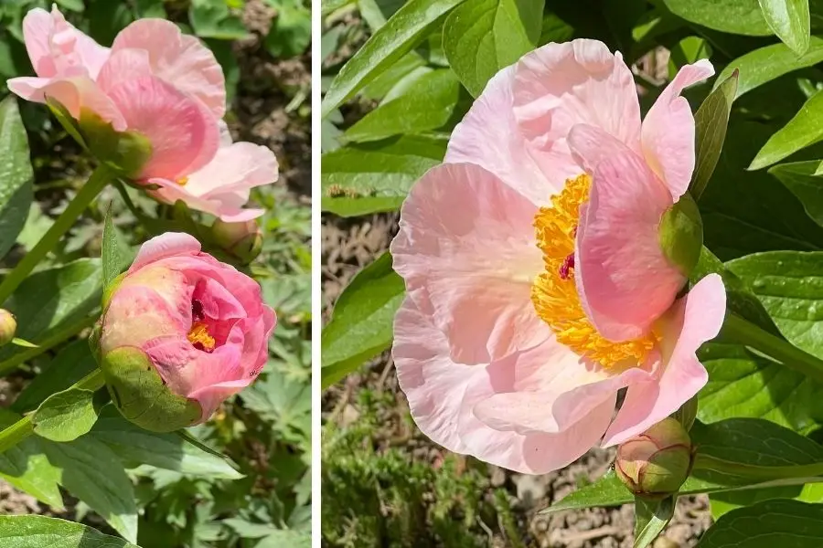 pivoine herbacée lactifolia rose bouton et fleur épanouie, photo prise au jardin universitaire de Hohenheim