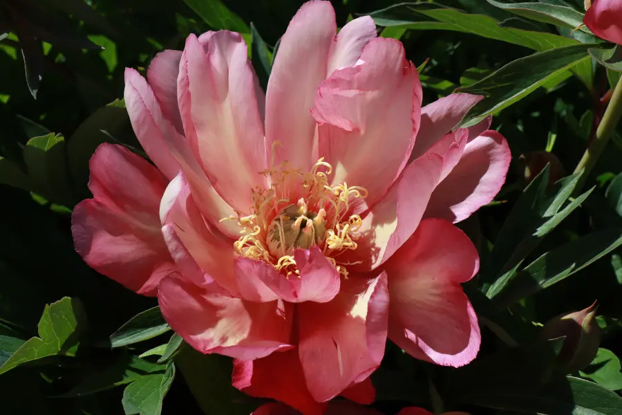 une pivoine, pfinstrose en allemand, une rose de Pentecote, ici une pivoinre itoh rose