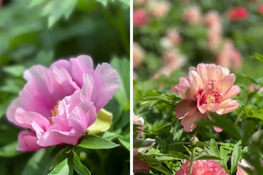 Escapade florale à Baden-Baden en mai, magnifiques pivoines