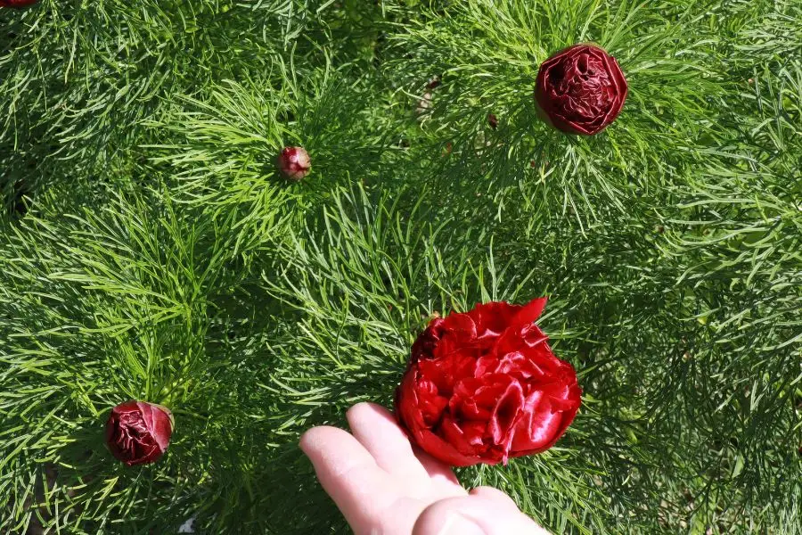 Paeonia tenuifolia Plena fleur double rouge pivoine botanique jardin botanique université Hohenheim Stuttgart