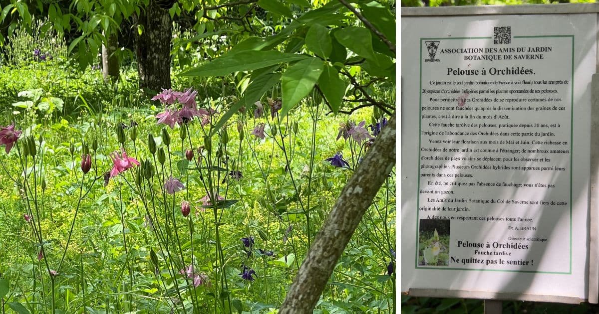 Pelouse à orchidées sauvages au jardin botanique du col de Saverne, pancarte pourquoi fauchage tardif