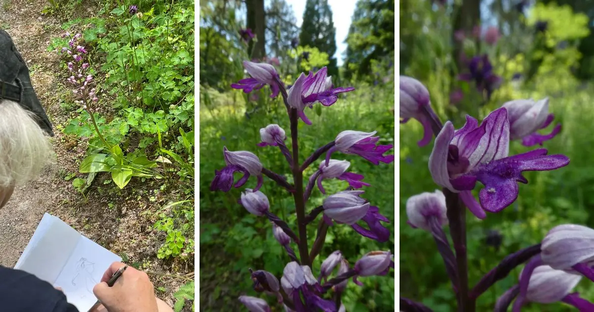 orchis militaris orchidée sauvage au jardin botanique de Saverne en Alsace