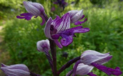 Au jardin botanique de Saverne, les orchidées sauvages