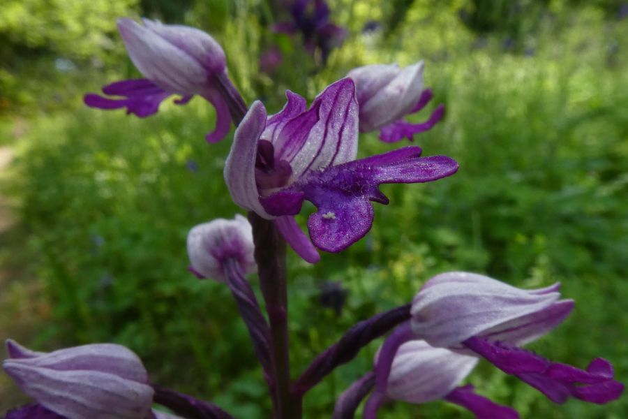 Au jardin botanique de Saverne, les orchidées sauvages