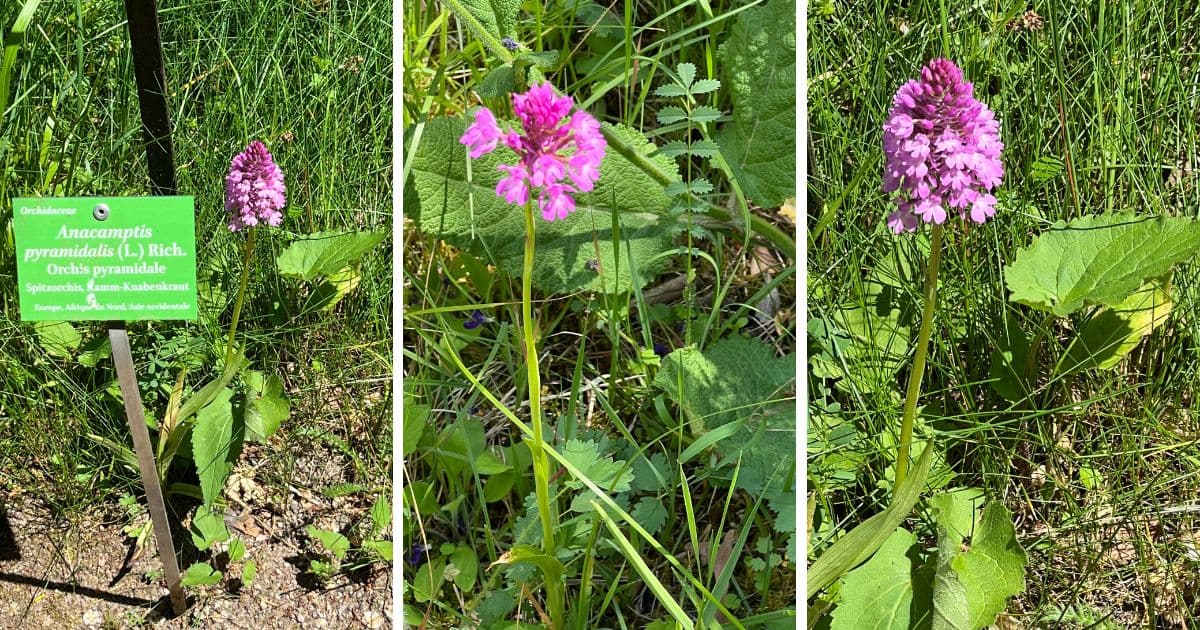 Dans la prairie de jardin botanique de Saverne une orchidée sauvage orchis pyramidalis
